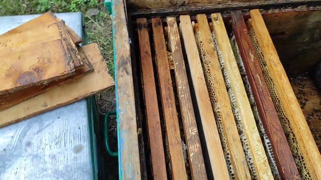 СКОЛЬКО МЕДА ПРИНОСИТ РОЙ ПЧЕЛ ? смотреть онлайн