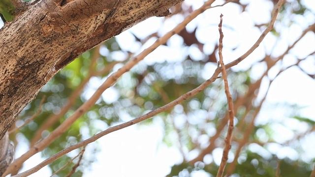 Hidden Drama in the Jungle: 2 Years with a Coppersmith Barbet Pair | Birds Photography смотреть онлайн