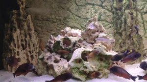Трофеусы: моллеро,икола,звёздчатый и другие цихлиды Оз. Танганьика.