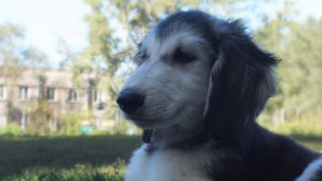 Kaisar Del litter ''A" - 4 years!!!! смотреть онлайн