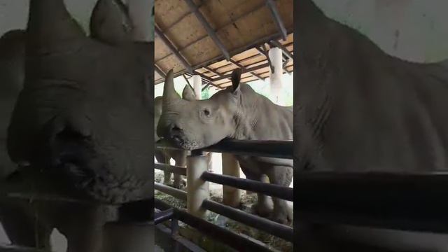 тайланд паттая зоопарк Кхо лан носорог рог рог идет и жуëт 2023 смотреть онлайн