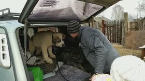 Трейлер к самому популярному видео - алабай Эскер на подворье.Ссылка в описании.