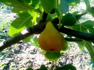 Ранний сорт инжира. Давайте определим вместе!)