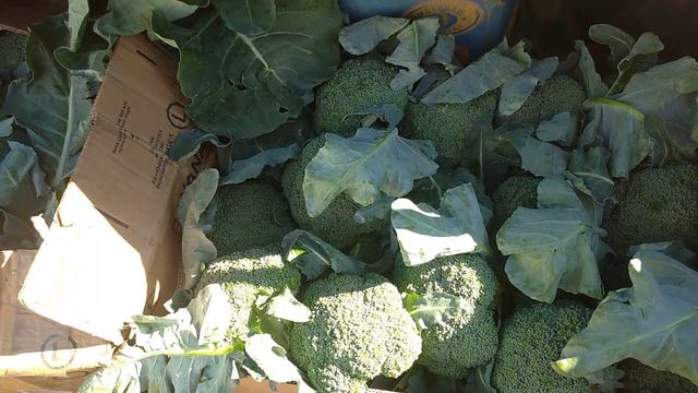 Цены сегодня Рынок ВЕЛИКІ КОПАНІ 30 травня. смотреть онлайн