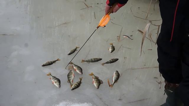 Зимние удочки Artuda Хардкор L и Классика XL. Ловля окуня. смотреть онлайн