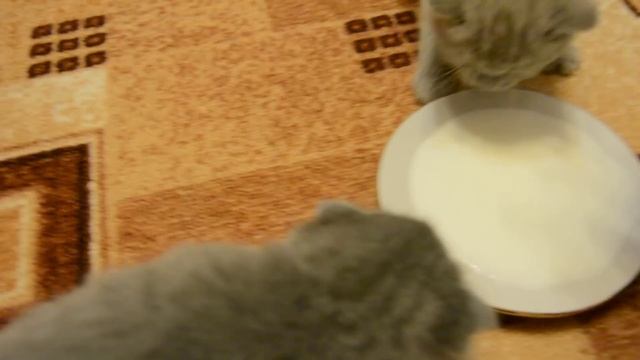 Даю котятам молоко смотреть онлайн
