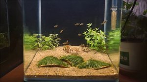 Обзор всех моих нано аквариумов