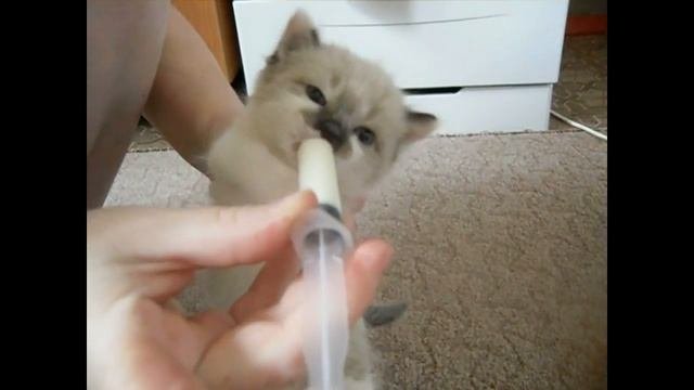 #Ужасно#ГОЛОДНЫЕ#Котята #УЧАТСЯкушать