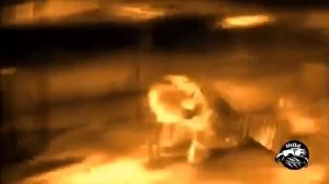 Топ самых  лучших видео драк Тигров и Львов