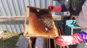 Выпускаем матку пчела Бакфаст