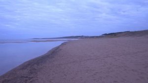 DOG TV: 10 HOURS of Fun Exciting TV for Dogs and Puppies!