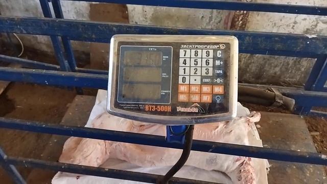 Всем Асаламалейкум и добрый вечер сегодня зарезал первого баранчика 3 месяца и 19 дней 31,500 гр. смотреть онлайн