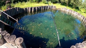 Форель радужная. Форель из пруда. Июль 2021