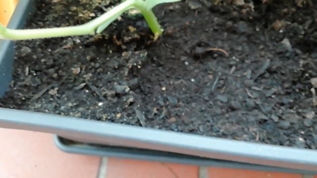 Горох растёт, но до сбора урожая далеко! смотреть онлайн