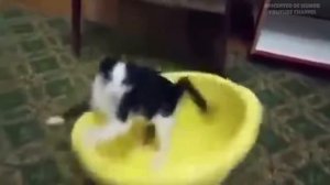 Смешные КОТЫ