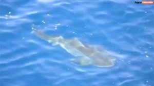 жеееесть!!!большая белая акула нападает на кита!!???