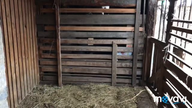 Мечтаю...//Обрезаем копыта у козы//А у нас обновка смотреть онлайн