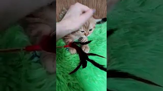 Британский котенок. Котик. Красивые британские коты. Золотая Британская Шиншилла