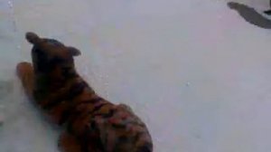 собака боится мягкой игрушки