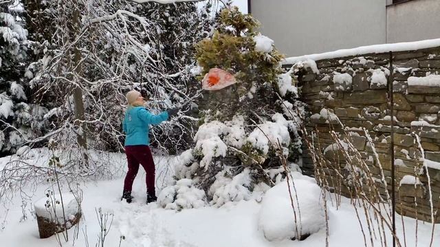Как помочь хвойным когда сад накрыл тяжелый снег смотреть онлайн