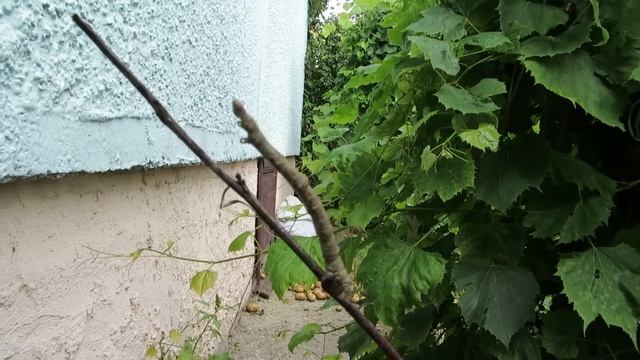 Гусеница притворяется веточкой... ))) смотреть онлайн