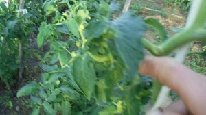 жирующие томаты