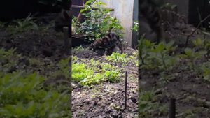 Коты сношаются 2