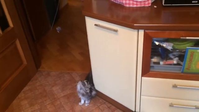 Кошки вискас игрушка лазер смотреть онлайн