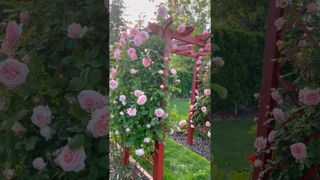 ☘️ PEARLY GATES CLIMBING ROSE | 3rd years - 1st flush | Zone 8b | Portland Oregon #short