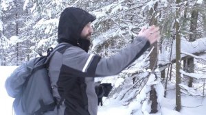 Как отличить пихту от ели