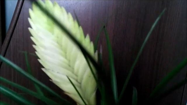 Тилландсия Анита (Tillandsia Anita). Презентация.