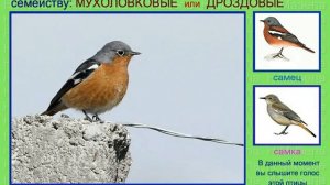 Горихвостка. 1 часть. Голоса птиц