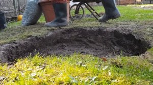 Барбарис " Розетта "