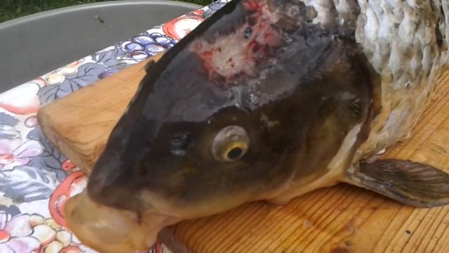 Разделка Карпа смотреть онлайн