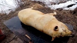 Разделка порося вьетнамской породы.