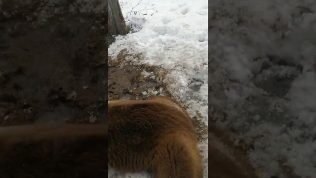 Первый добытый медведь на приваде, весна 2022г. смотреть онлайн