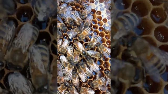 21.12.2023. Осмотр мини+ на наличие расплода смотреть онлайн