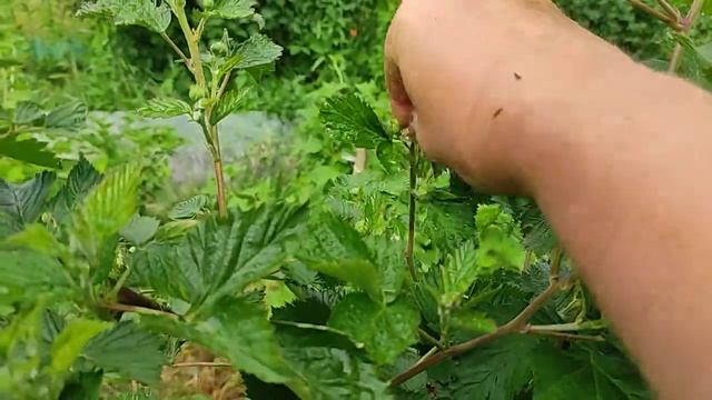 Ежевичный обзорчик Великий Новгород смотреть онлайн