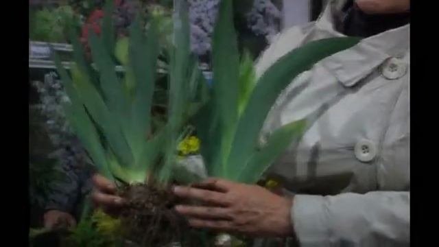 Вегетативное размножение цветочно-декоративных культур весной