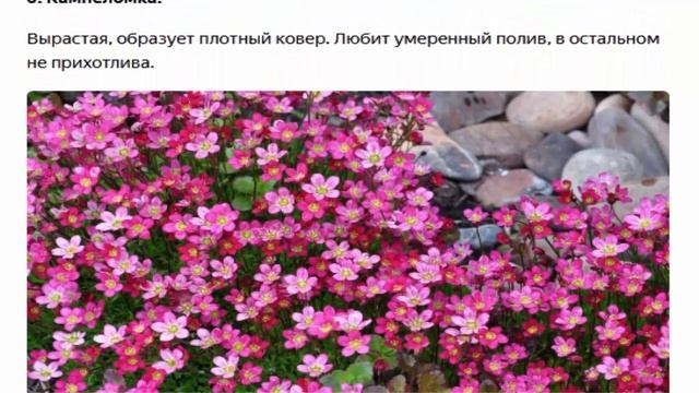 АРАБИС, КАМНЕЛОМКА. ПОЧВОПОКРОВНИКИ НА ВАШЕЙ ДАЧЕ. смотреть онлайн