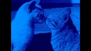 Dan Balan&Вера Брежнева - Лепестками слёз speed up ( а без тебя земля цветёт лепестками слёз)