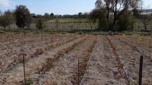 Рабочие будни питомника роз, Питомник Роз Полины Козловой - rozarium.biz