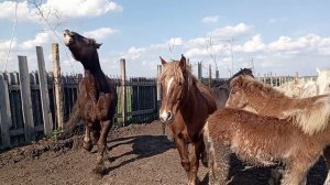 Жеребец порвал весь табун