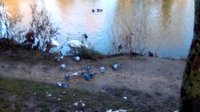Остров Кретей/Маленькая Венеция в пригороде/Les îles des Créteil. La Petite Venise du Val du Marne смотреть онлайн
