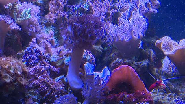 Палеонтологический океанариум смотреть онлайн