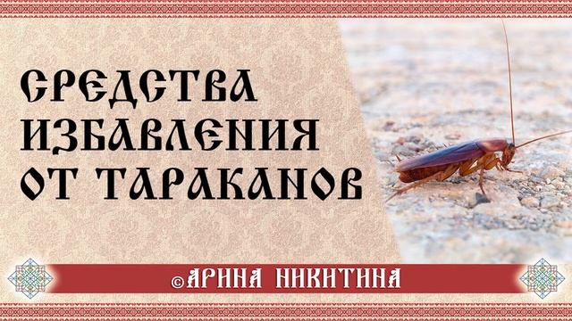 Как избавиться от тараканов 5 натуральных способов смотреть онлайн
