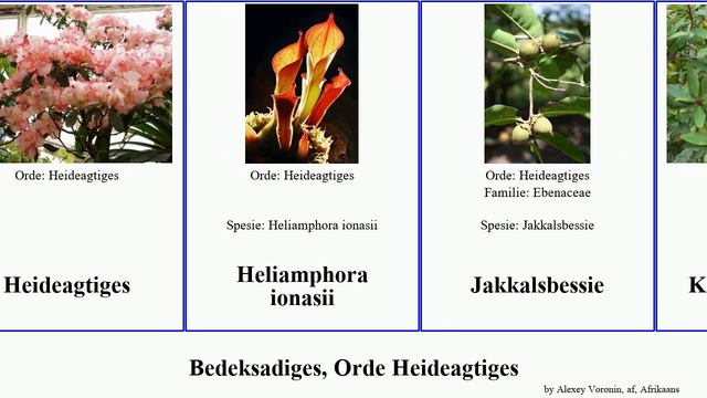 Bedeksadiges, Orde Heideagtiges erica angiosperms carnea ghwarrie Maesa Afrikabloubessie Ericales смотреть онлайн