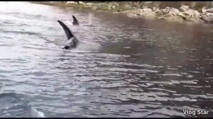 Побег от касаток на резиновой лодке