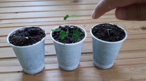 Проросли семена Мимоза стыдливая ???