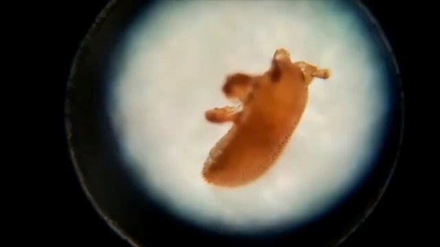 причина гибели пчел летом / Тропилелапсоз / Сочи смотреть онлайн